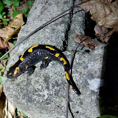 Sissi Apartment Ausserfragant