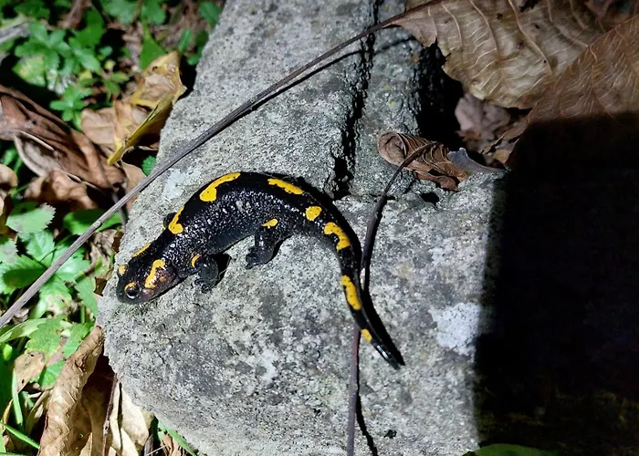 Sissi דירה Ausserfragant